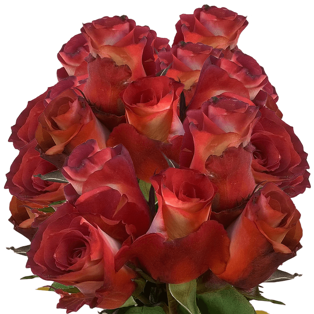 Order Leonidas Roses