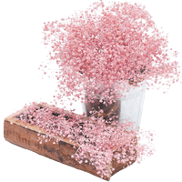 (HB) Babys Breath Light Pink 240 For Delivery to Pass_Christian, Mississippi