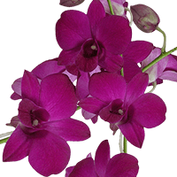 Orchids Madam Pink 90 (HB) For Delivery to Mason, Ohio