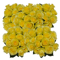 (HB) Rose Long Minion Yellow Rose For Delivery to Warren, Michigan