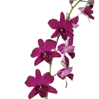 Orchids Purple 70 (QB) For Delivery to Roanoke, Virginia