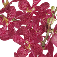 Orchids Red Robin 80 (QB) For Delivery to Texas