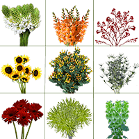 (QB) Novelty Combo Pack 12 Bunches For Delivery to Potsdam, New_York