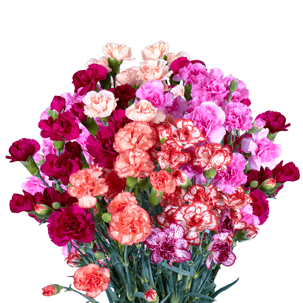 Order Novelty Mini Carnations