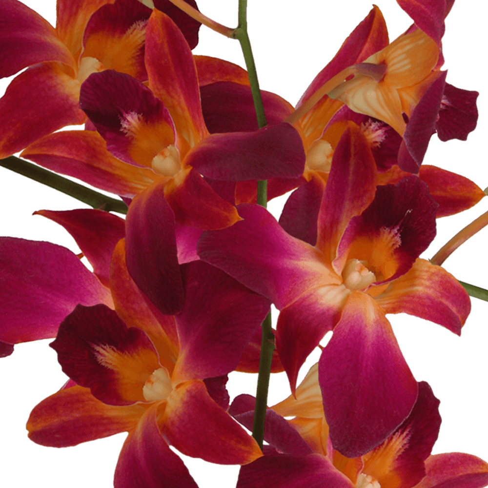 Order Orange Dyed Orchids Fresh Cut Flowers