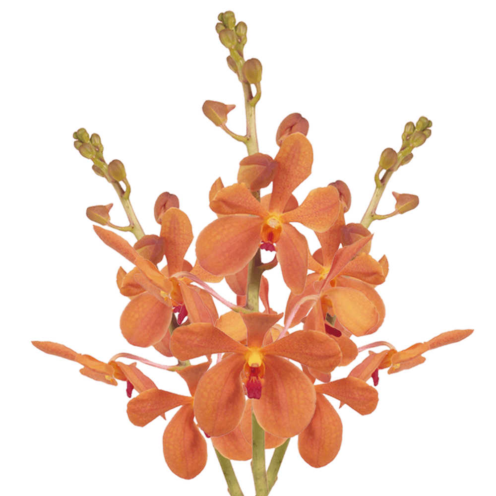 Order Orange Orchids Online Bulk Prices