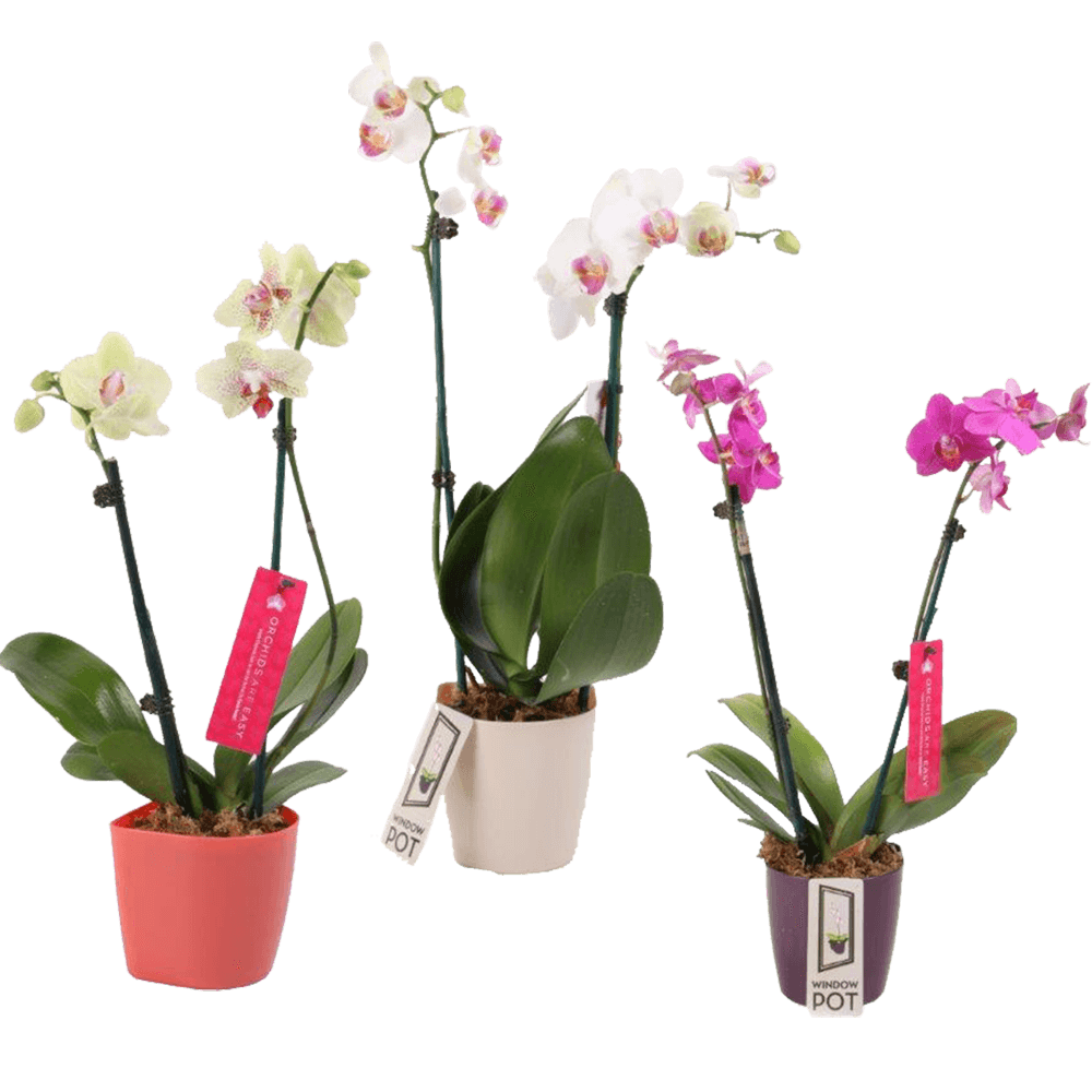 Order Orchids