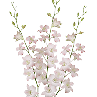 (OC) Orchids Peach Dendrobium 20 For Delivery to Boone, North_Carolina
