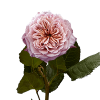 (QB) Garden Rose Wabara Miyabi 72 For Delivery to Florence, Kentucky