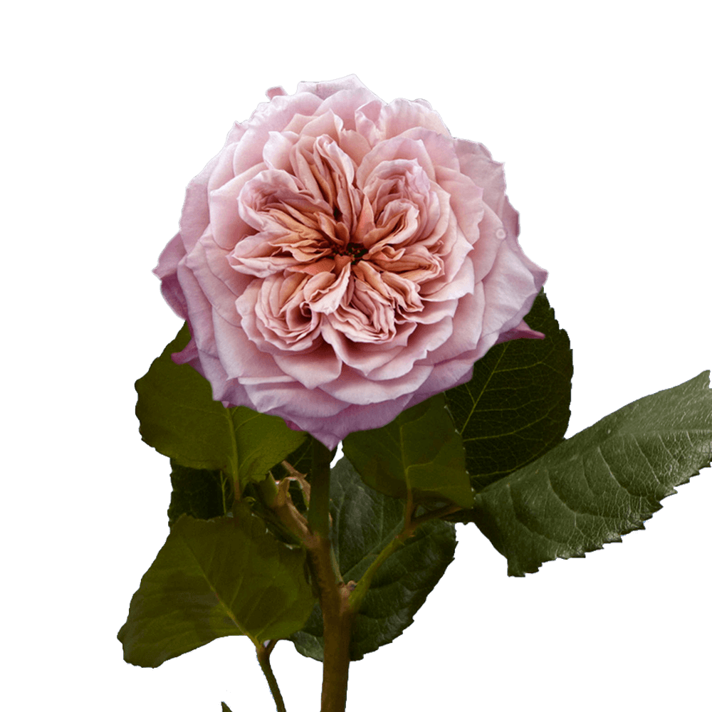 (OC) Garden Rose Wabara Miyabi Qty For Delivery to Uniontown, Pennsylvania