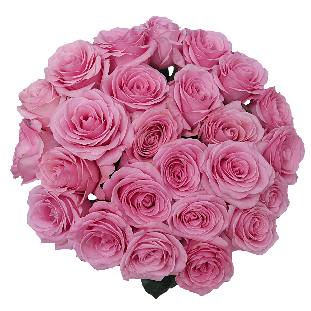Order Pink Saga Roses For Sale Online