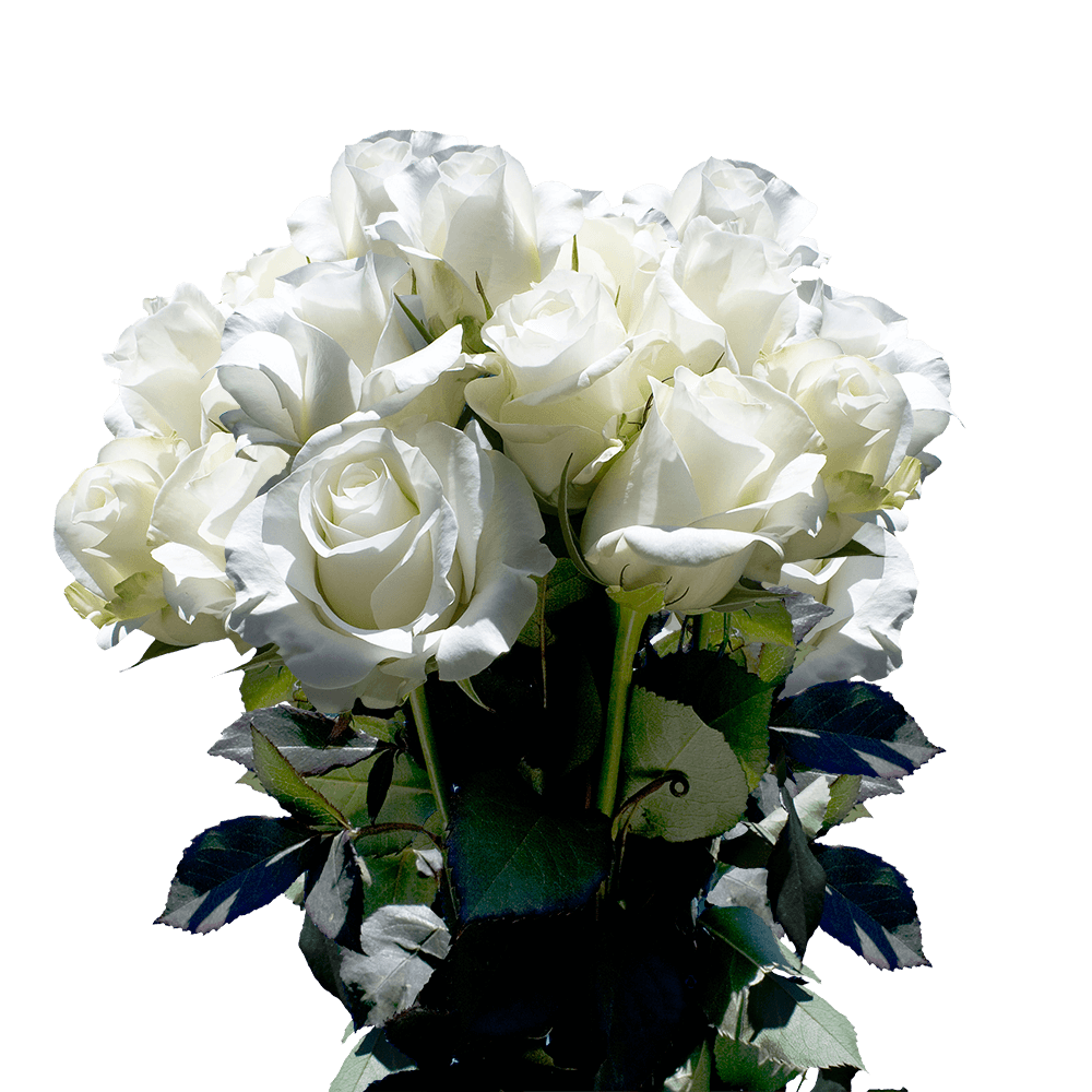 Order Premium White Roses