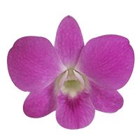 Orchids Queen Pink 40 (OC) For Delivery to Asheboro, North_Carolina