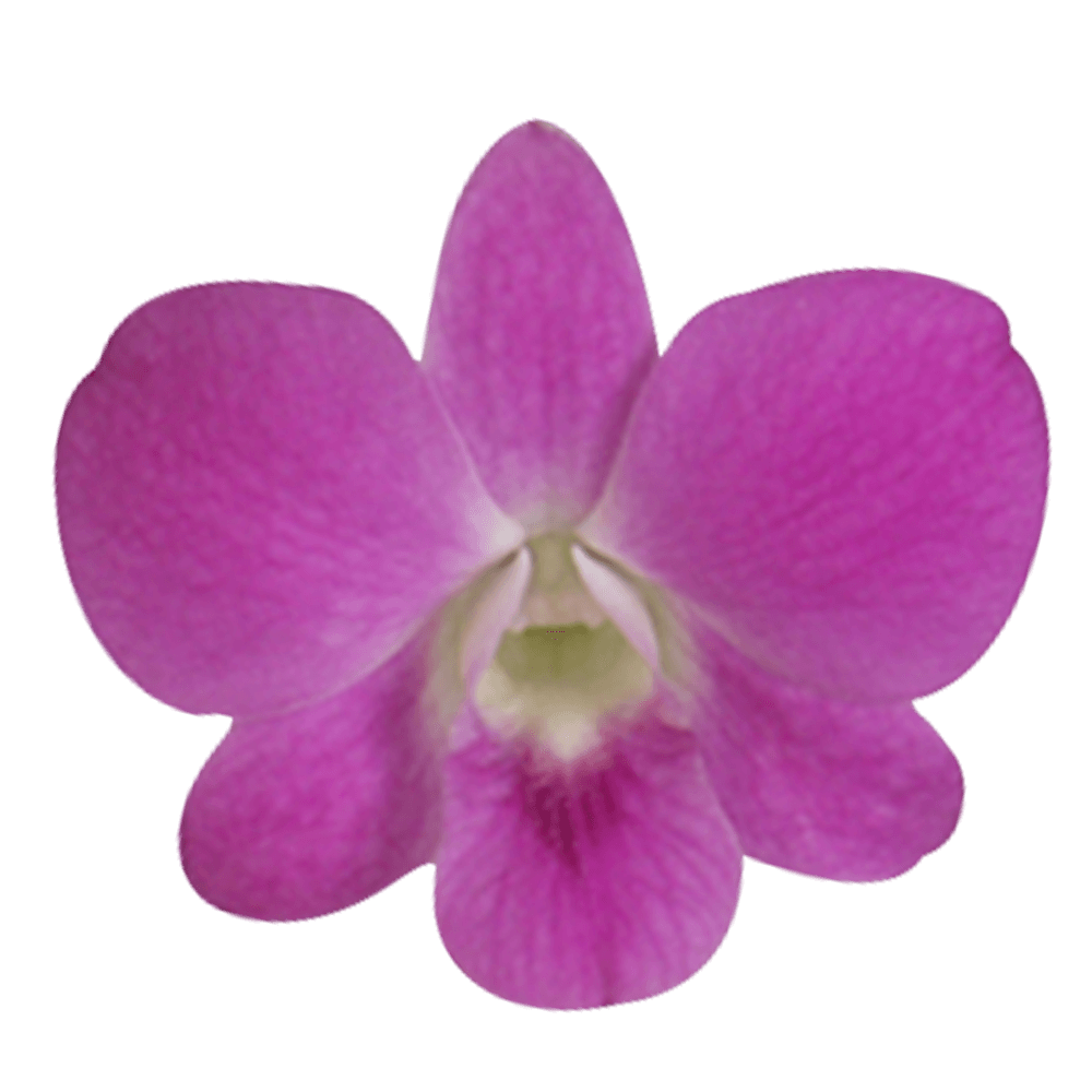 Order Queen Pink Dendrobium Orchids Low Cost Flowers