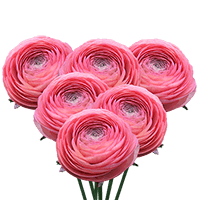 Ranunculus Coral 30Cm 10 Bunches (QB) For Delivery to Arizona