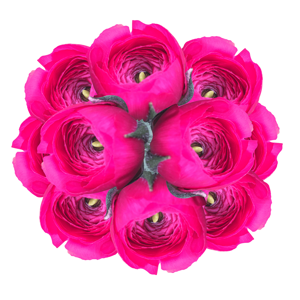 Order ranunculus Hot Pink For Flower Arrangements