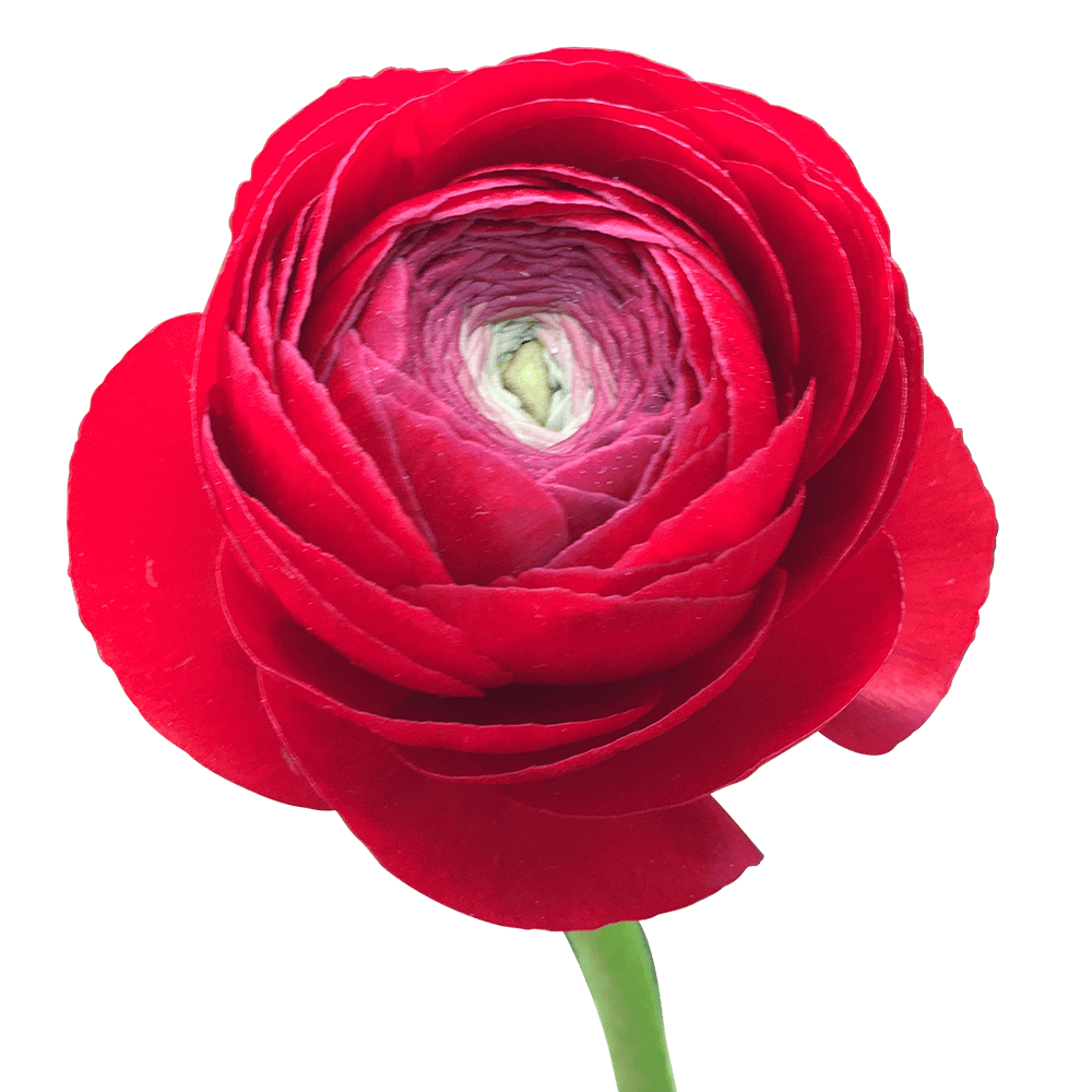 Order ranunculus Red For Flower Arrangements