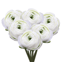 Ranunculus White 30Cm 10 Bunches (QB) For Delivery to Niagara_Falls, New_York