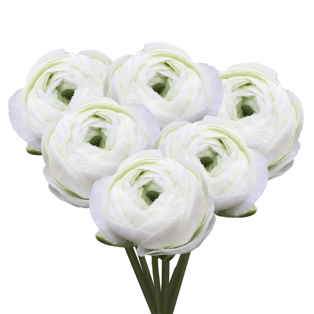 Order ranunculus White Flower Delivery