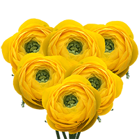 Ranunculus Yellow 30Cm 10 Bunches (QB) For Delivery to Sterling_Heights, Michigan