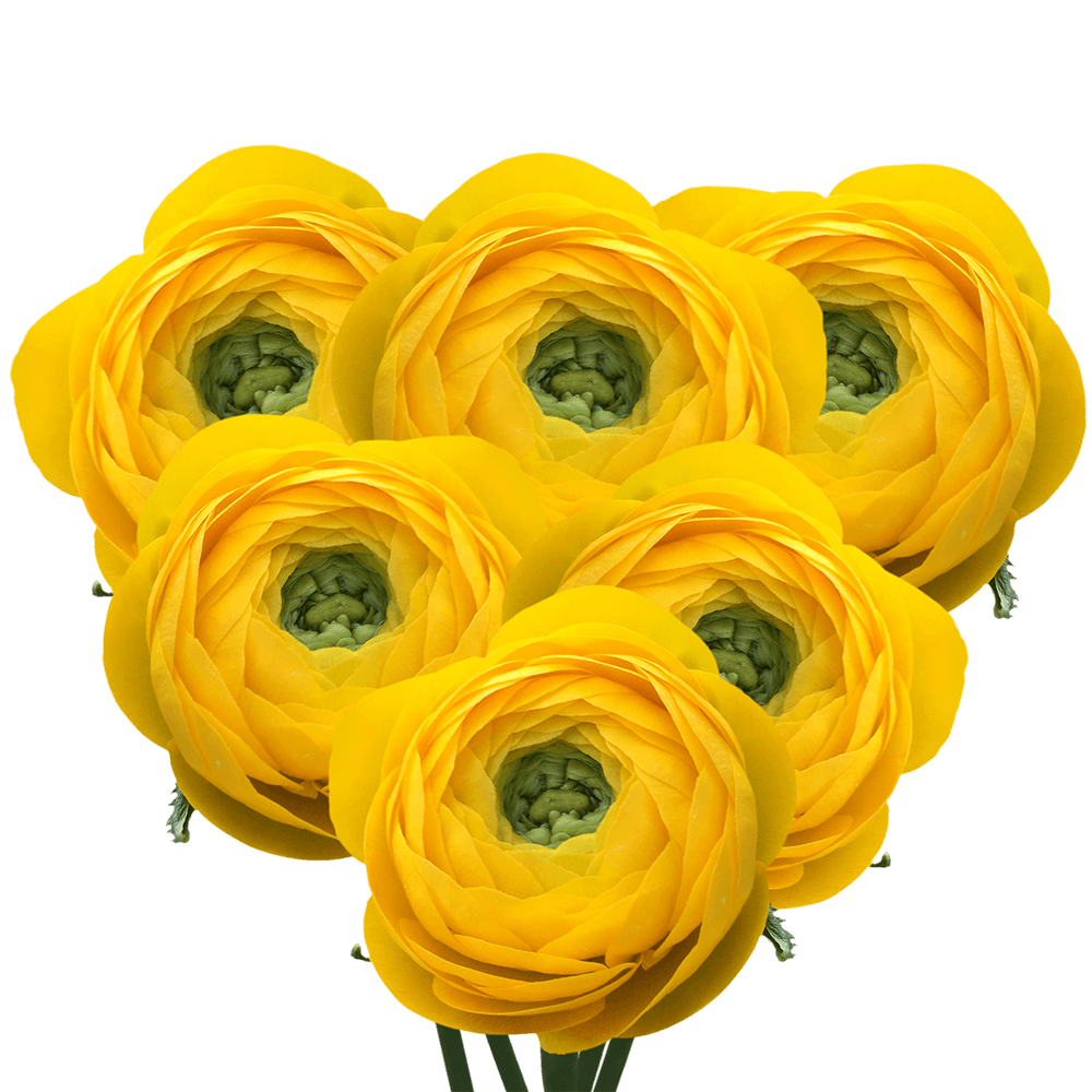 Ranunculus Yellow 30Cm 10 Bunches (QB) For Delivery to Cary, North_Carolina