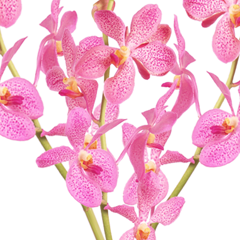 Order Real Orchids Dark Pink Color Flowers