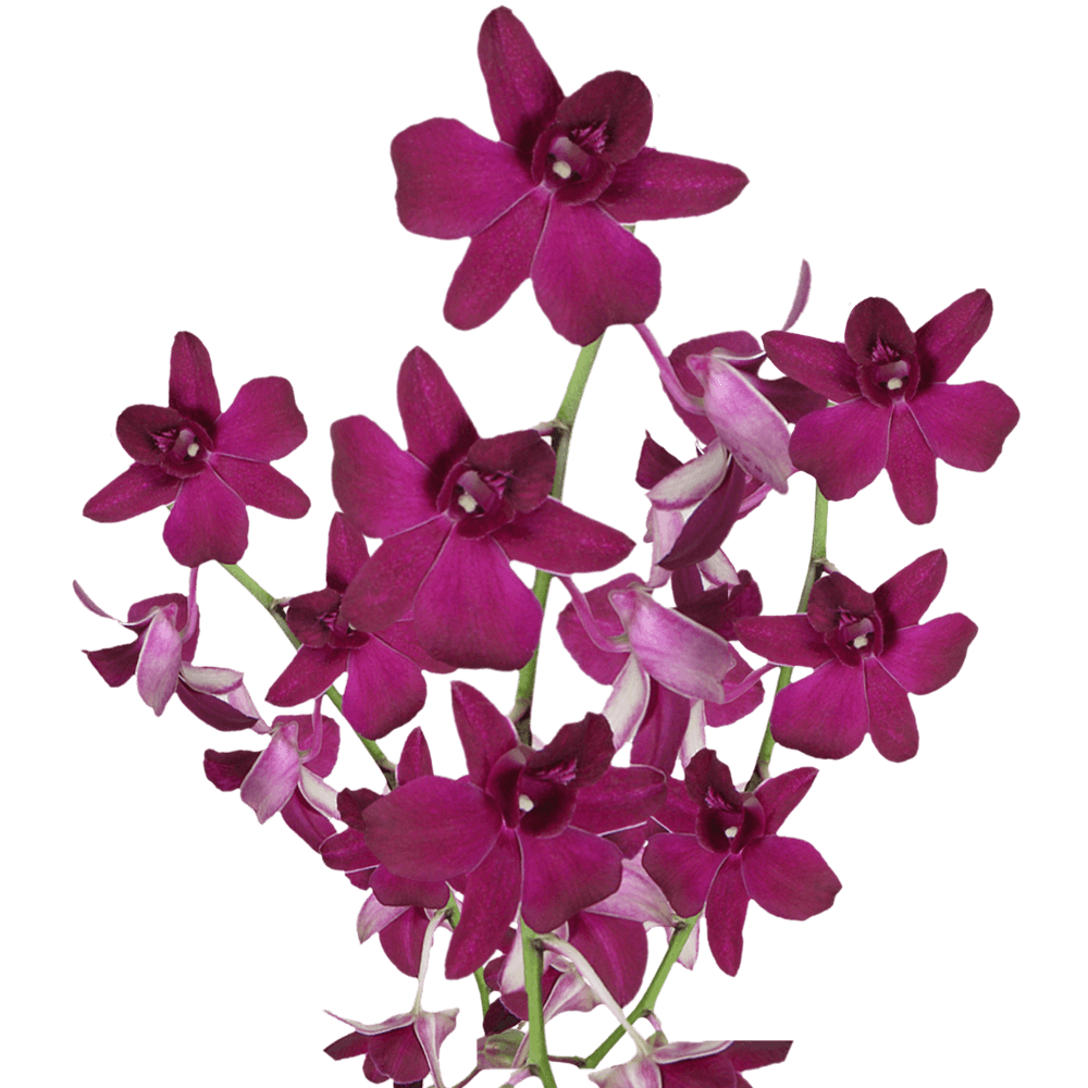 Order Real Orchids Dark Purple Color Flowers