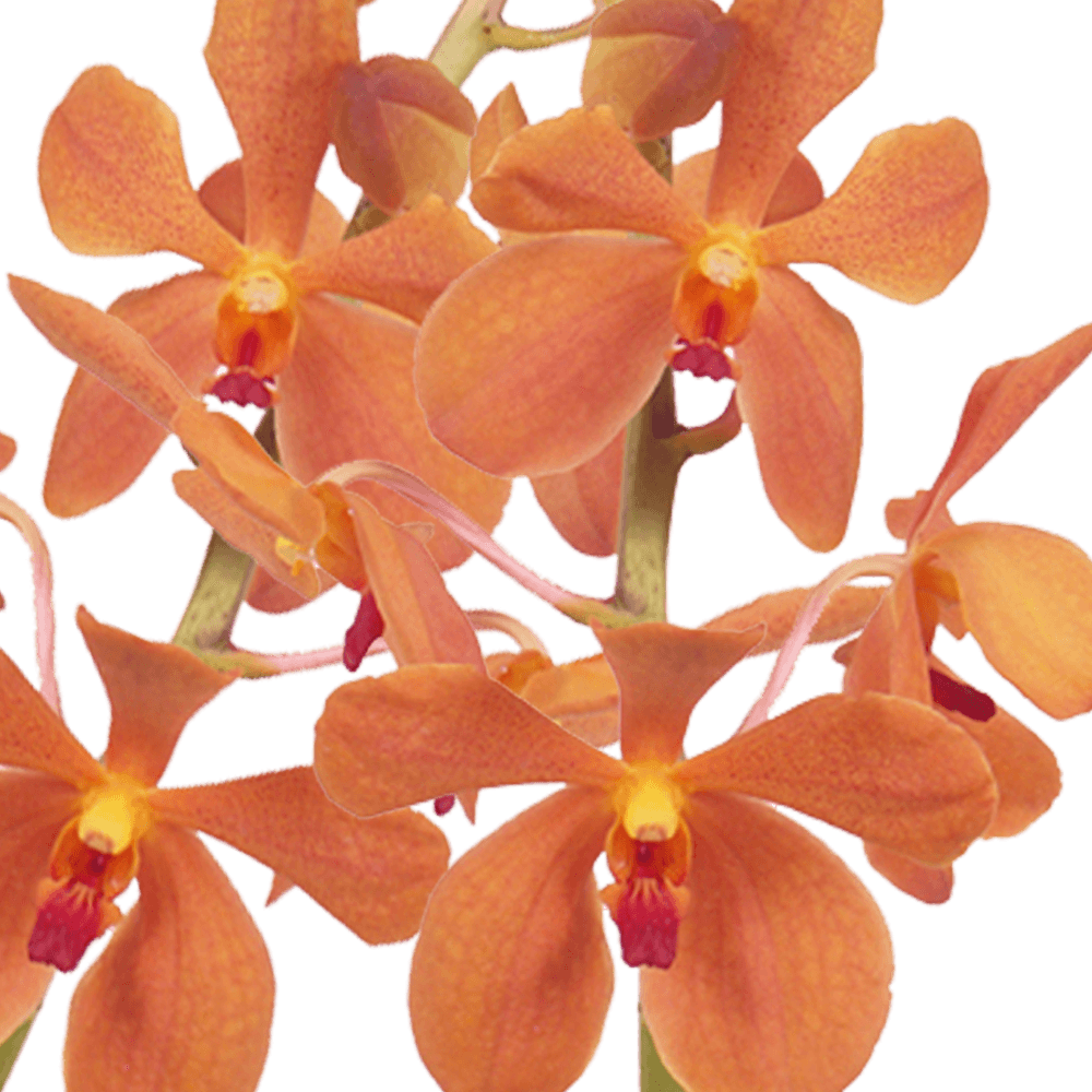 Order Real Orchids Orange Color Flowers