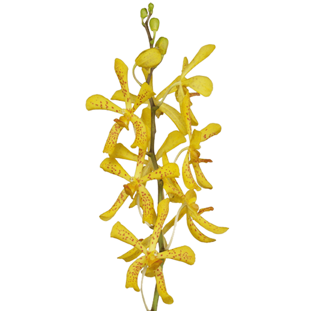 Order Real Orchids Yellow Color Flowers