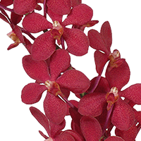Orchids Red Ruby 80 Stems (HB) For Delivery to Kentucky