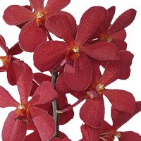 Orchids Red Salaya 90 Stems (HB) For Delivery to Utah