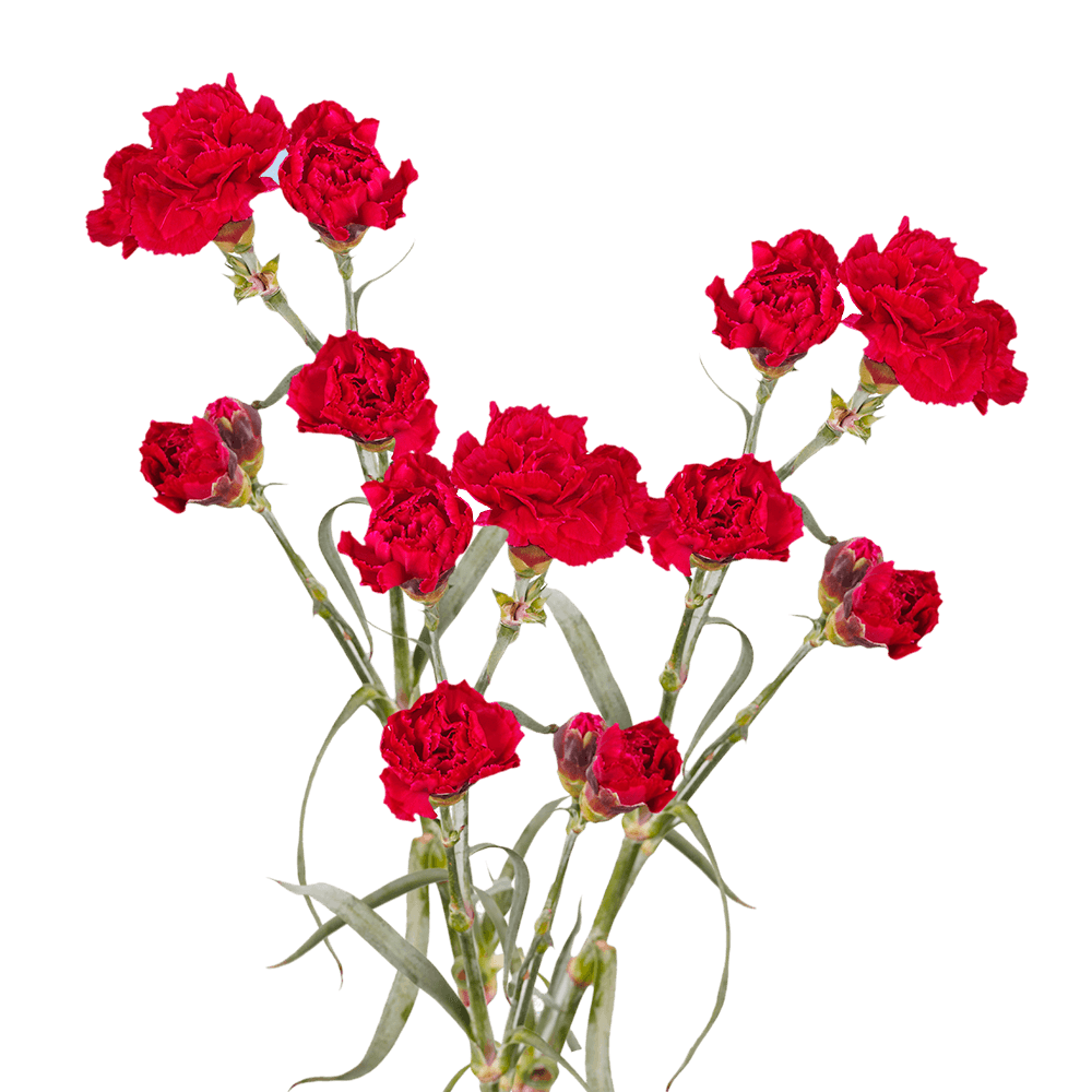 Order Red Spray Carnations