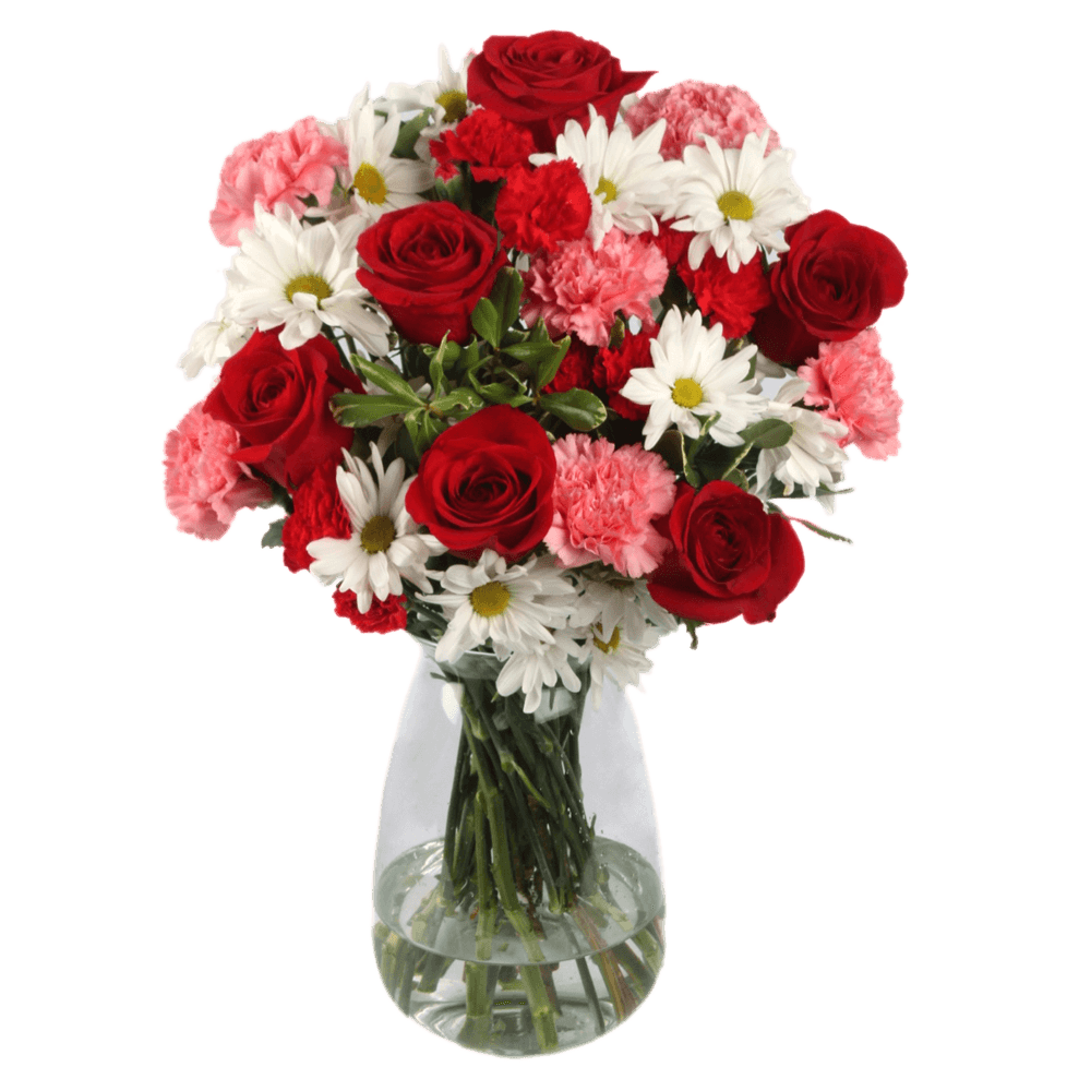 Order Roses For Valentines Day Red Roses Carnation Daisies Pittosporum