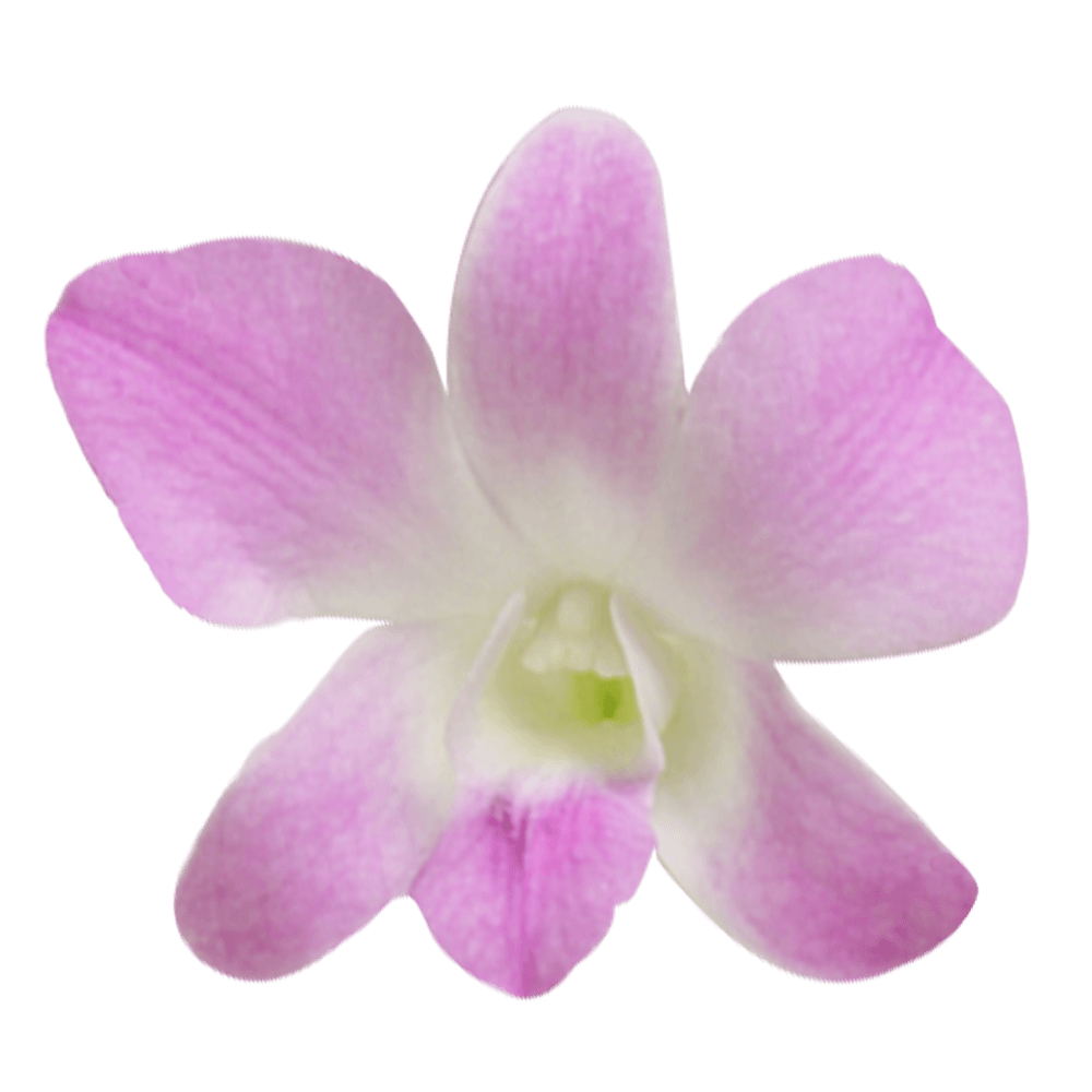 Order Sakura Dendrobium Orchids Low Cost Online