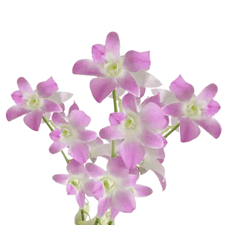 Cream-and-Lavender-Sakura