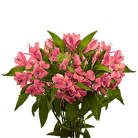 (QB) Alstro Sel Pink 8 Bunches For Delivery to Yonkers, New_York