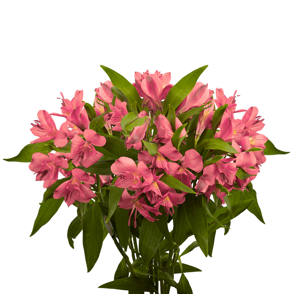 Order Select Pink Alstroemeria Flowers