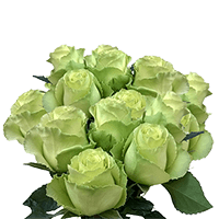 (QB) Rose Long Green 3 Bunches For Delivery to South_Burlington, Vermont