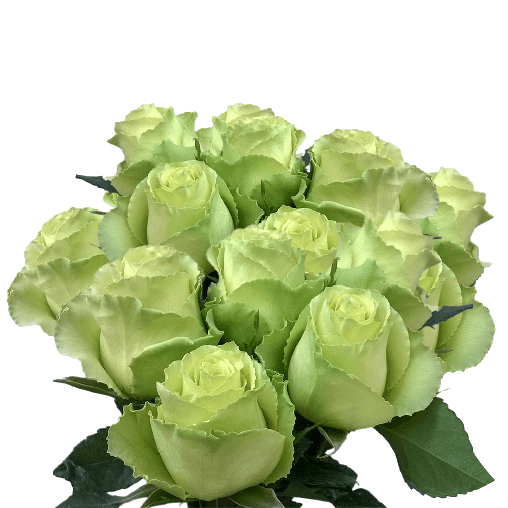 (QB) Rose Long Green 3 Bunches For Delivery to Kenosha, Wisconsin