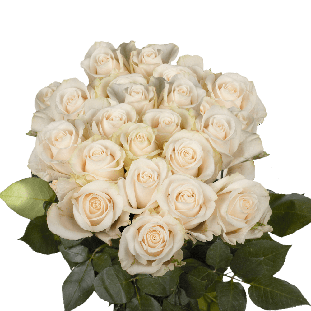 (QB) Rose Long Ivory 3 Bunches For Delivery to Alaska, Local.Globalrose.Com