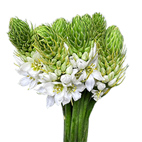 (QB) Star Of Bethlehem 10 Bunches For Delivery to Punxsutawney, Pennsylvania