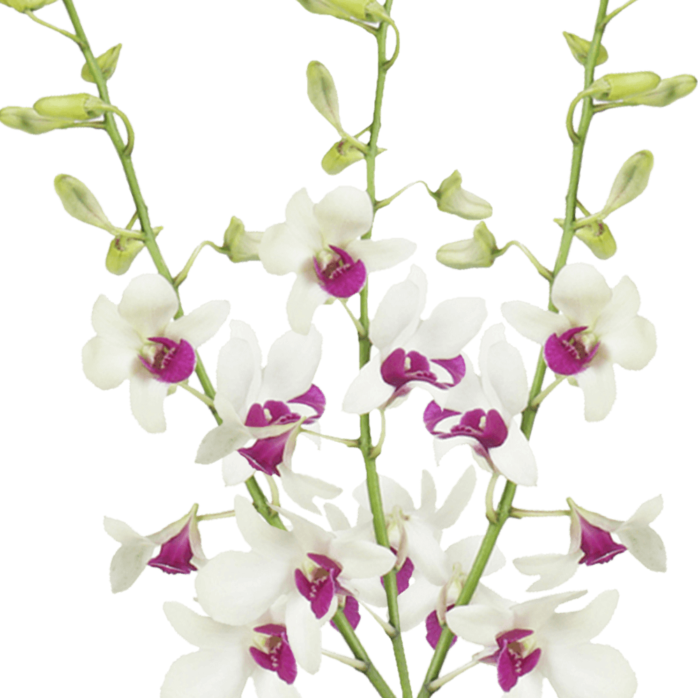 Order White & Purple Red Lip Orchids Low Cost Flowers