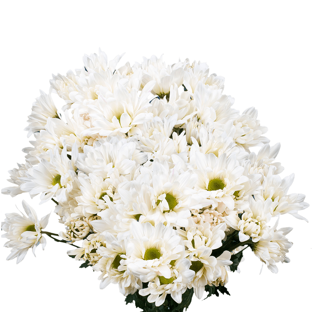 Order White Chrysanthemum Daisy Flowers