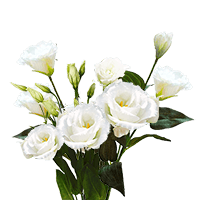 (OC) Lisianthus White 4 Bunches For Delivery to New_Jersey