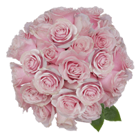 (OC) Rose Sht Pink Mondial 50 Stems 2 Bunches For Delivery to Apex, North_Carolina