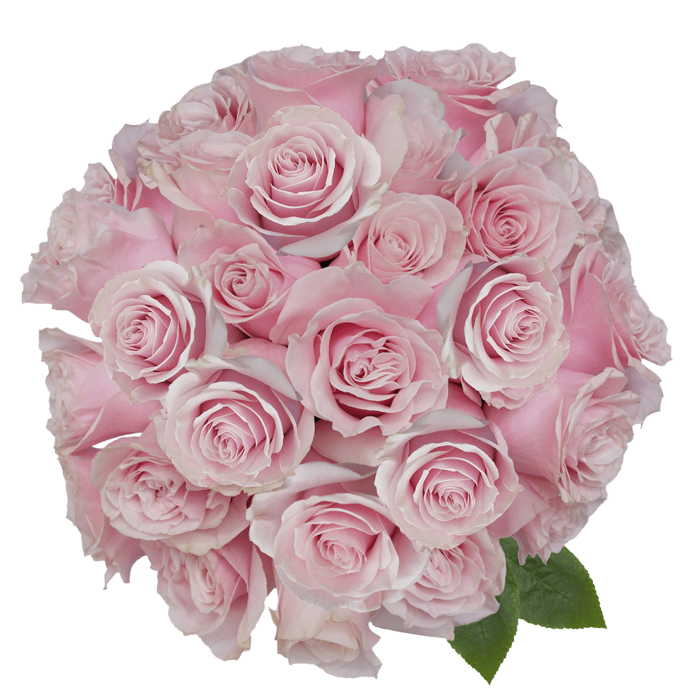 Order White Pink Mondial Roses Online