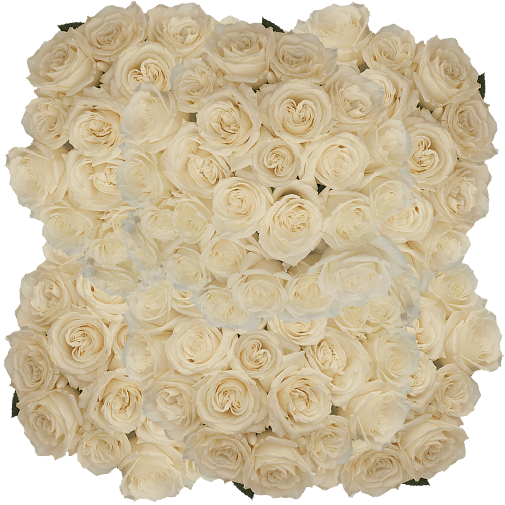 (HB) Rose Sht White Playa Blanca For Delivery to Hickory, North_Carolina