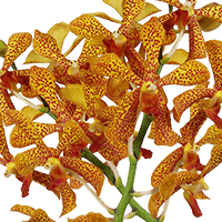 Orchids Pannee 80 Stems (HB) For Delivery to Oklahoma