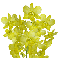 (OC) Orchids Yellow Big White 20 For Delivery to Glastonbury, Connecticut