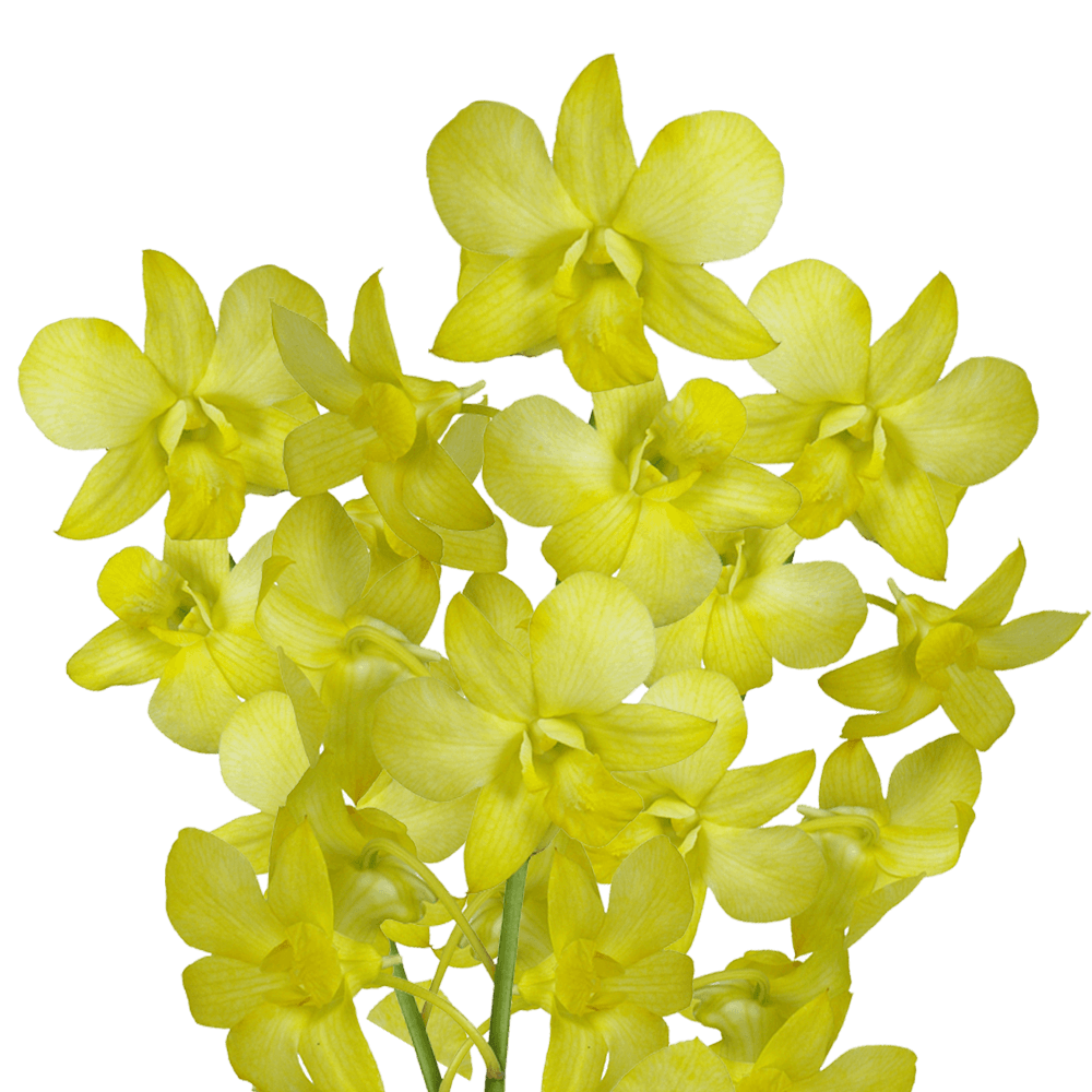 Order Yellow Dyed Big White Orchids Low Cost Flowers